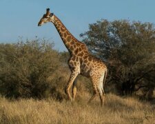 Zwerggiraffe. Quelle: YouTube Screenshot