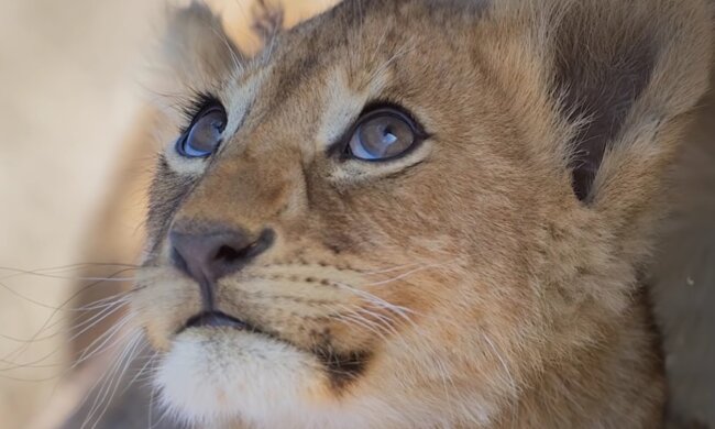 Tiere unterstützen sich gegenseitig. Quelle: Screenshot YouTube