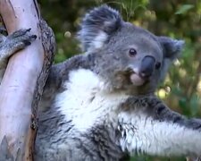 Koala Triumph. Quelle: Screenshot Youtube