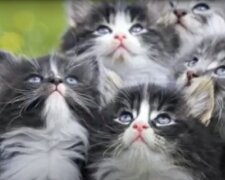 Katzen. Quelle: Screenshot YouTube