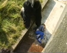Gorilla und Kind. Quelle: Youtube Screenshot