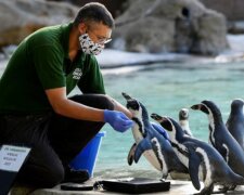 Warum werden die Tiere jedes Jahr im Londoner Zoo gewogen