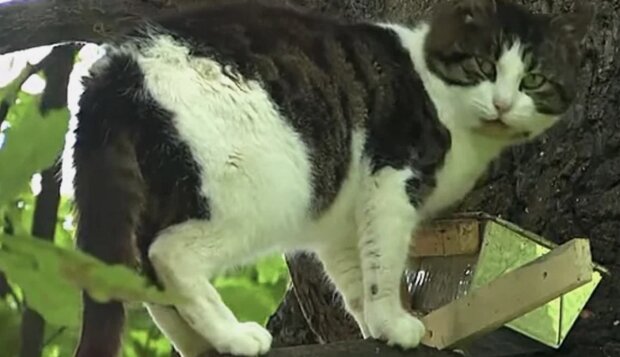 Eine Katze an einer Schüssel mit Futter. Quelle: Screenshot YouTube