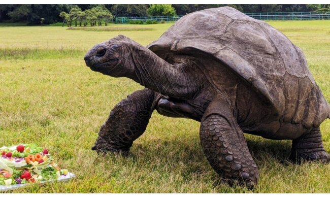 Jonathan die Schildkröte und sein Geburtstagskuchen. Quelle:Guinness World Records