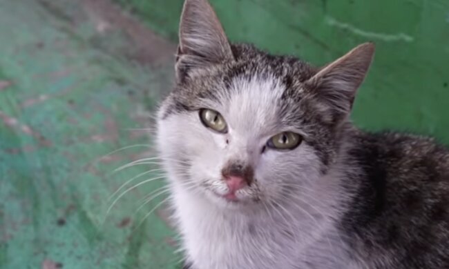 Streuende Katze.  Quelle: Screenshot YouTube