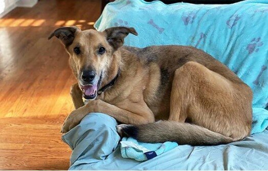 Die Familie wollte einen kleinen Welpen mitnehmen, aber ein alter Hund änderte ihre Pläne