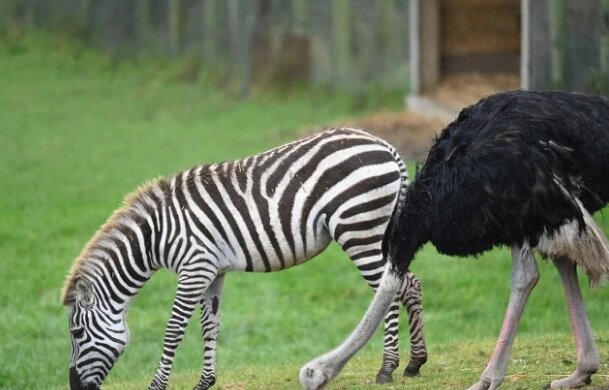 Der Strauß wird aus dem Safaripark "vertrieben", weil er sich für ein Zebra hält