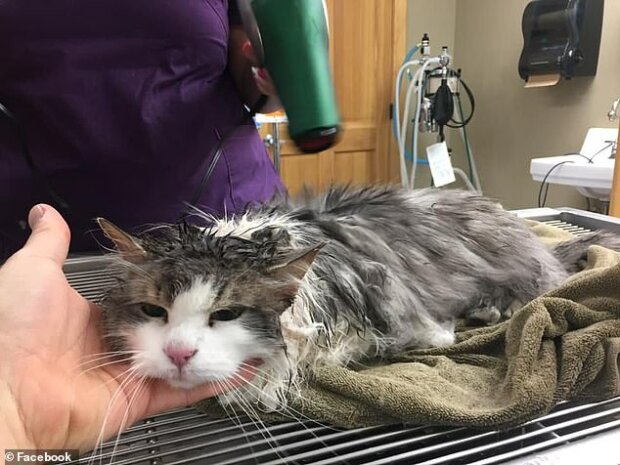 Noch acht Leben übrig: die Katze war so kalt, dass der Tierarzt ihre Temperatur nicht messen konnte