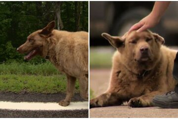 Hund Bruno. Quelle: Screenshot Youtube