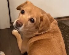 Susie. Quelle: YouTube Screenshot