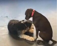 “Die meisten Hunde machen sich darüber keine Sorgen und lassen sich einfach von Ruby streicheln”: Ein Foto eines Hundes, der gerne andere Hunde streichelt