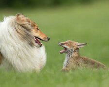 Hund und Fuchswelpe. Quelle: ntdtv.com