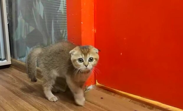Die Katze fand auf mysteriöse Weise ihren Weg in die Entbindungsstation des Krankenhauses, wo ihr geholfen wurde, Kätzchen zur Welt zu bringen