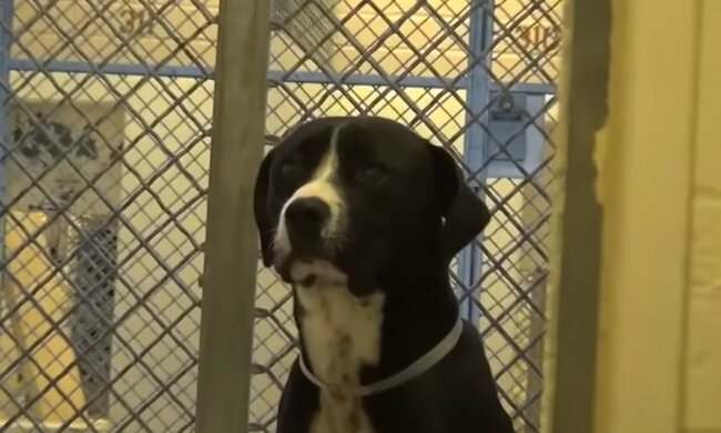 Schwieriges Schicksal des Haustieres. Quelle: Screenshot YouTube