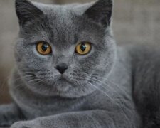 Nicht schlechter als ein Turner: Eine Katze machte einen meisterhaften Sprung und wurde ein Star von sozialen Netzwerken