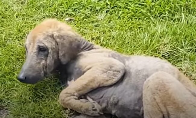 Frau rettete einen abgemagerten Hund und dank Liebe und Fürsorge verwandelte er sich in ein gesundes Tier