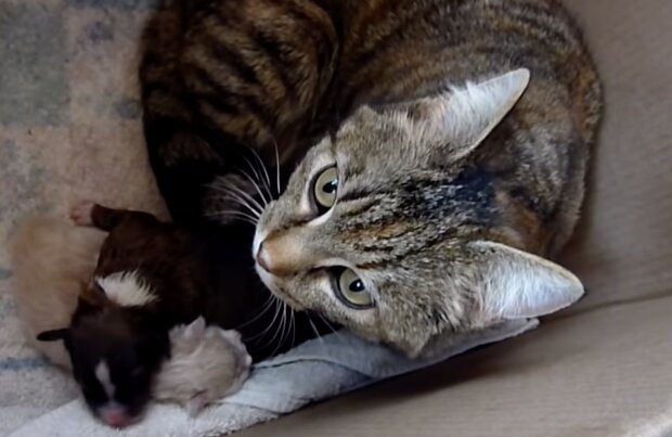 Katze-Mutter. Quelle: Screenshot YouTube