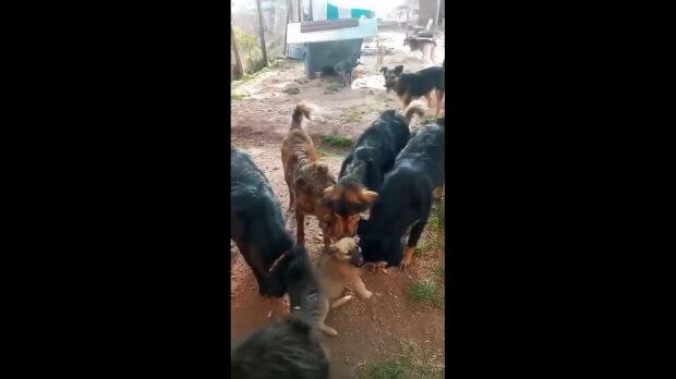 Hunde begrüßen Osito. Quelle: Youtube Screenshot