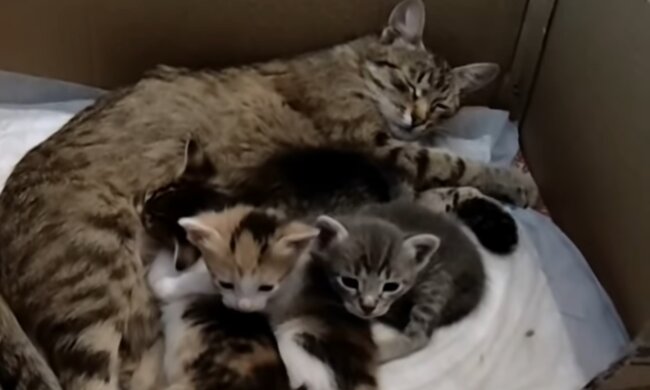 Katzenmutter mit den Babys. Quelle: Screenshot Youtube