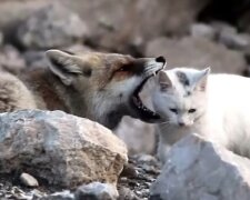 Fuchs wollte eine streunende Katze fressen, aber zwischen ihnen entstand eine echte Freundschaft