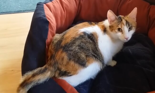 Katze. Quelle: Youtube Screenshot