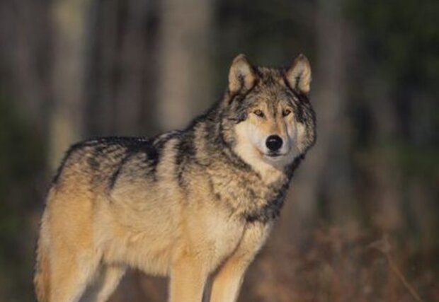 Der Jäger verbrachte die halbe Nacht mit dem Wolf im Wald: Am Morgen dankte ihm das Tier