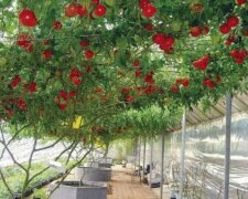 "Das Wunder der Zucht": In Israel ist ein ungewöhnlicher Tomatenbaum gewachsen