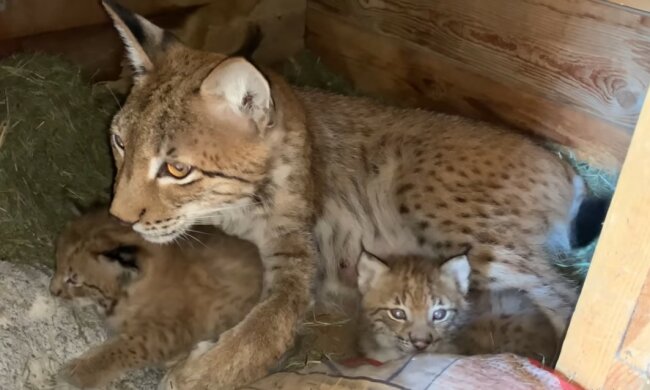 Mutti mit vielen Kindern: Die Luchsin kann ihre Jungen nicht im Auge behalten