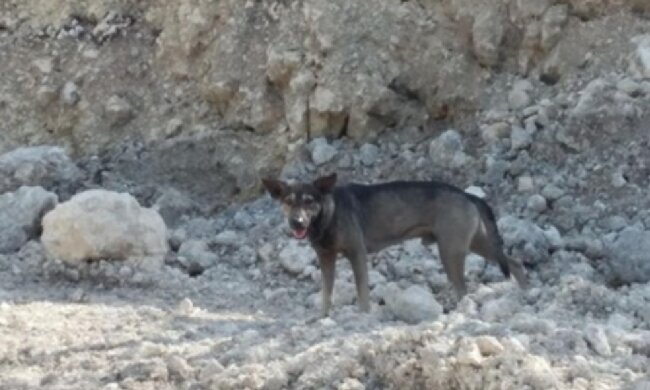 Ein Hund führte einen Unbekannten in die Berge, um einen dort zurückgelassenen Säugling zu retten