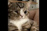 Arlo, der Kater. Quelle: Youtube Screenhot