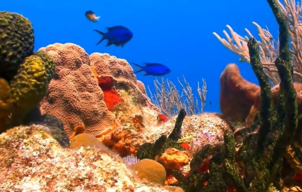 Erstaunliche Meeresfauna. Quelle: Screenshot YouTube