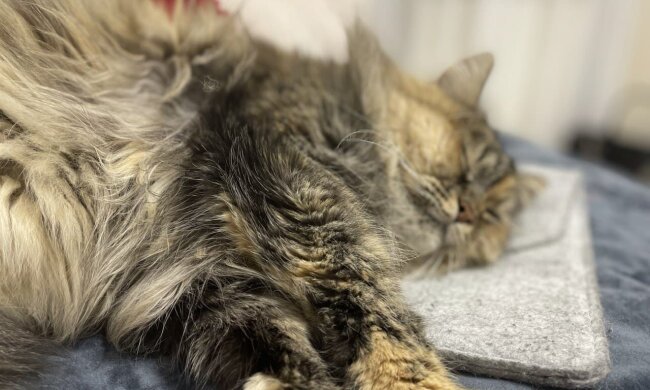 Katze. Quelle: Screenshot YouTube