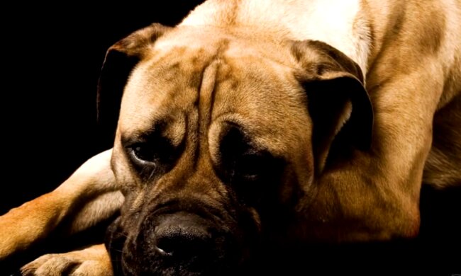 Die Hündin. Quelle: Screenshot YouTube