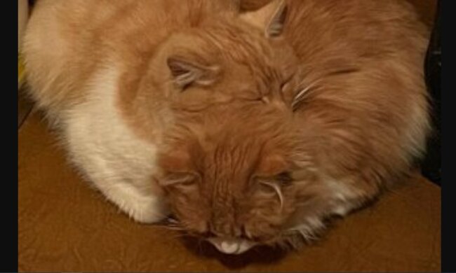 Zwei ältere streunende Katzen. Quelle: Youtube Screenshot