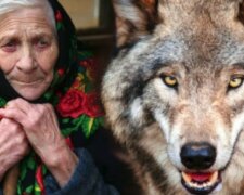 Der Wolf ging hinaus, um ungebetene Gäste zu treffen. Eine Rentnerin nahm einen Welpen mit nach Hause und dachte wegen ihres schlechten Sehvermögens, dass es ein Hündchen war