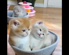 Babykatzen. Quelle: Youtube Screenshot