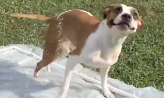 Niedlicher Hund mit schwerem Schicksal. Quelle: Screenshot YouTube