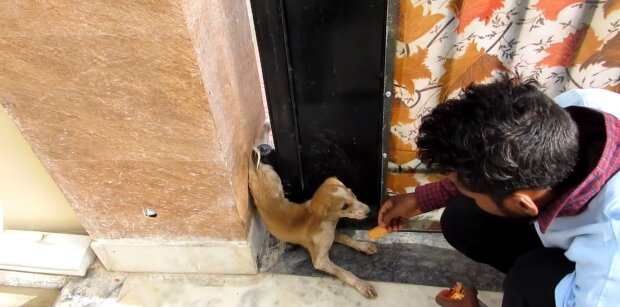 Mann erkämpft sich das Vertrauen eines streunenden Hundes im Zaun. Quelle: Youtube Screenshot