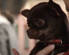 Chihuahua. Quelle: Screenshot YouTube