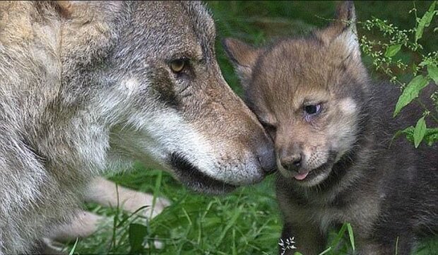 Die Geschichte darüber, wie eine Wölfin ihr Baby zu den Menschen brachte