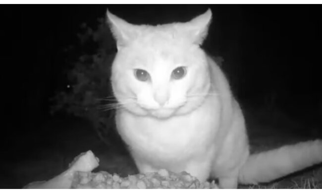 Ein Kätzchen wurde mit der Kamera gefilmt. Quelle: Screenshot YouTube