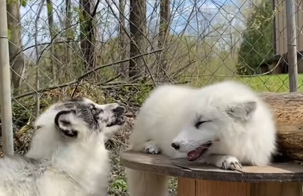 Füchse Tundra und Cleo. Quelle: Screenshot Youtube