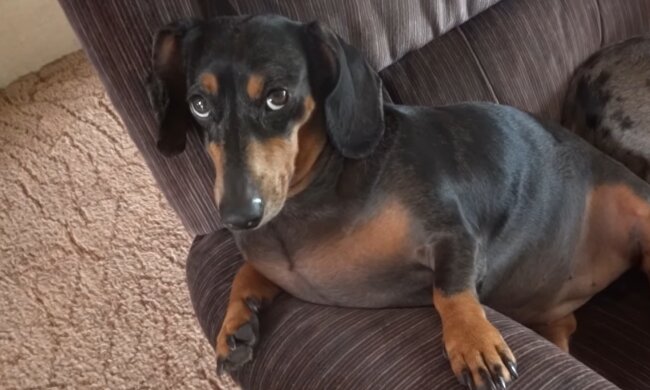 Wie ein Dackel zum Papa eines weggeworfenen Kätzchens wurde