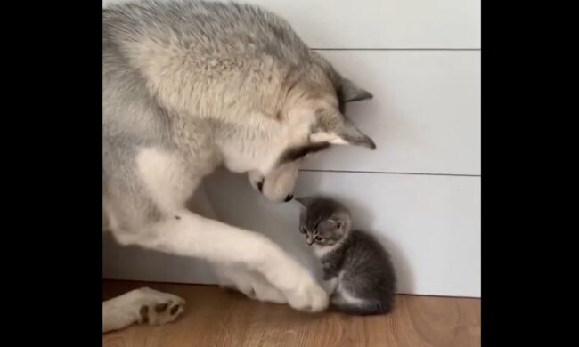 Husky und Kätzchen. Quelle: Screenshot Youtube