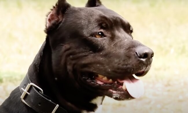 Pitbull. Quelle: Screenshot YouTube