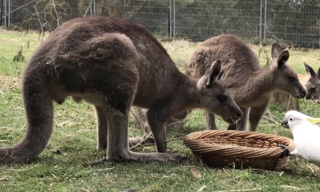 Känguru und Papagei. Quelle: Screenshot YouTube