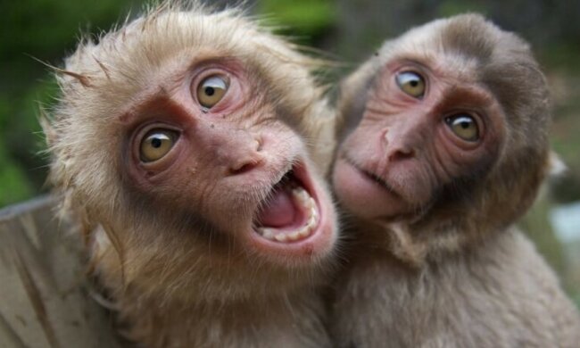 Sie haben auch Emotionen: Tiere, die Menschen etwas ähnlich sind