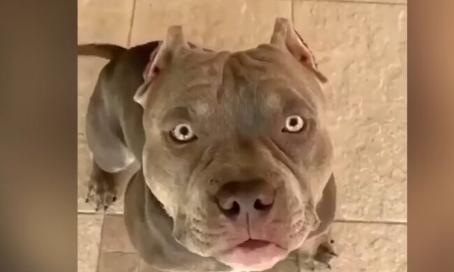 Die Frau hatte die Autotür nicht geschlossen und fand Sekunden später einen Hund auf dem Sitz