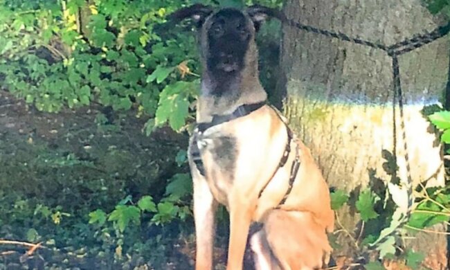 Frau verzichtete auf einen Hund aus Köln zweimal an einem Tag: jetzt sucht er nach neuen Besitzern
