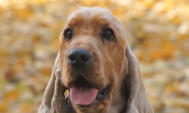 Unglaubliche Hilfsbereitschaft unter allen Umständen. Quelle: Screenshot YouTube